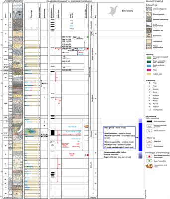 Neanderthal exploitation of birds in north-western Europe: Avian remains from Scladina Cave (Belgium)